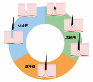 育毛剤の効果が出るまでどれくらいかかる?