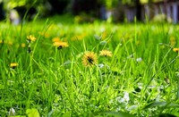 ポリピュアEXの育毛剤とシャンプーを併用して使って育毛効果に期待